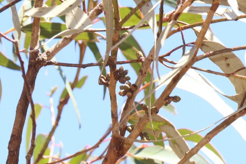 Eucalyptus banksii, 2026-10-04