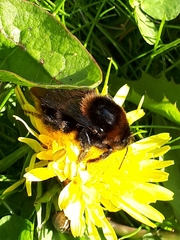 Bombus subterraneus