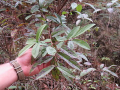 Gaultheria nummularioides
