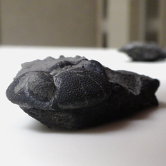 Phacops rana