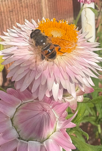 Common Drone Fly