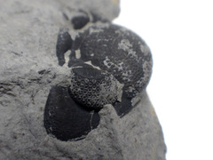 Phacops rana