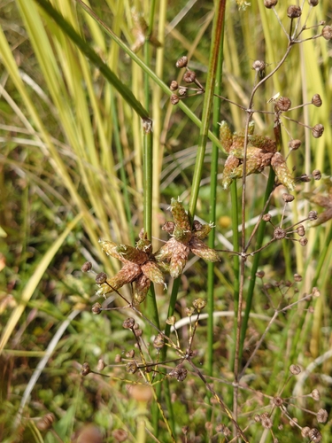 Schoenoplectiella juncoides observed 2026-09-23