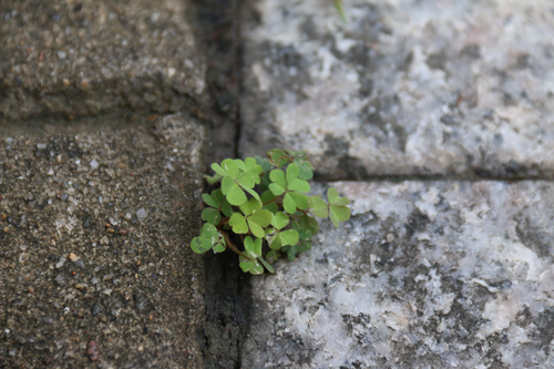 Creeping Woodsorrel