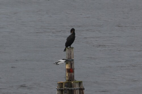 Great Cormorant