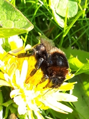 Bombus subterraneus