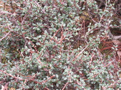 Cotoneaster microphyllus