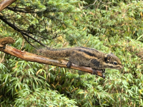 Tamiops swinhoei observed 2026-10-01