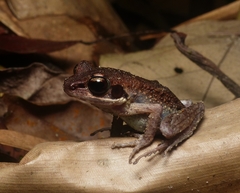 Pulchrana baramica
