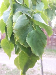 Tilia cordata