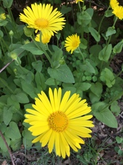 Doronicum