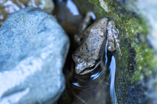 Pyrenean frog, Pyrénées-Atlantiques, Aquitaine, FR, photo 6 of 10