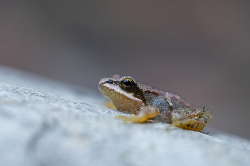 Pyrenean frog, Pyrénées-Atlantiques, Aquitaine, FR, photo 10 of 10