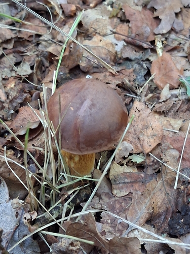 Bay Bolete