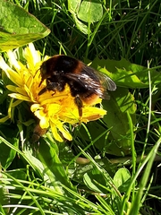 Bombus subterraneus