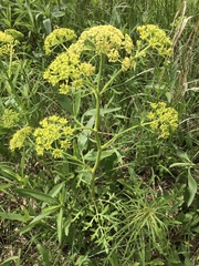 Polytaenia