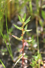 Ammannia baccifera