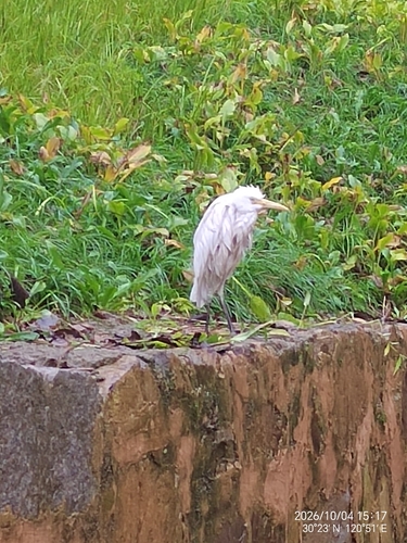 Eastern Cattle-Egret