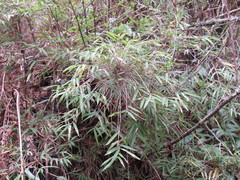 Pseudosasa humilis