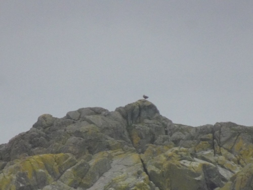 White-tailed Eagle