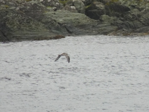 Eurasian Curlew