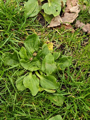 greater plantain