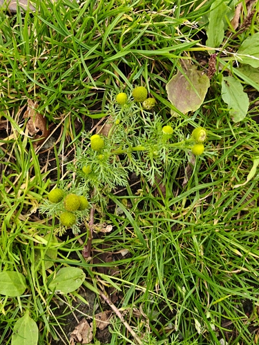 pineapple-weed