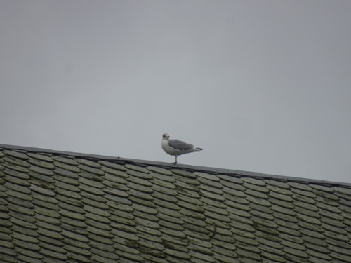 European Herring Gull