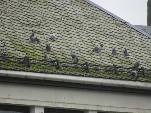 Feral Pigeon