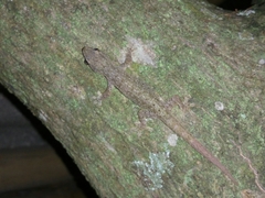 Hemidactylus