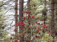 Rhododendron arboreum