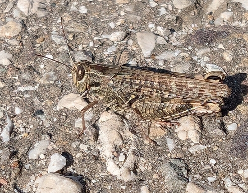 Italian locust