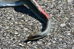 Coluber constrictor latrunculus