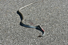 Coluber constrictor latrunculus