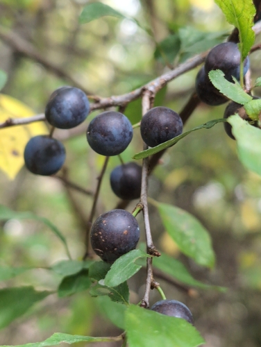 Blackthorn