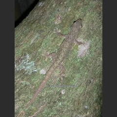 Hemidactylus