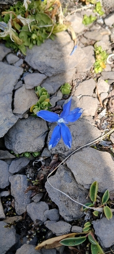 Gentiana brachyphylla brachyphylla