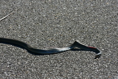 Coluber constrictor latrunculus