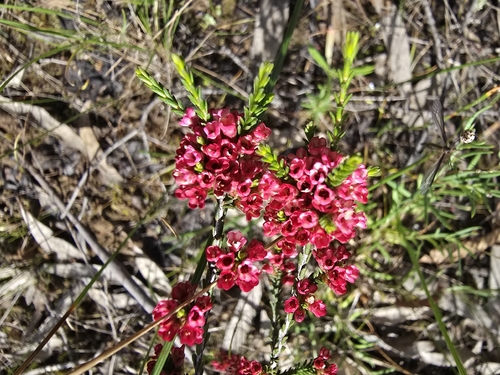 Micromyrtus ciliata, 2026-10-04