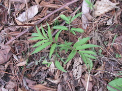 Sambucus adnata