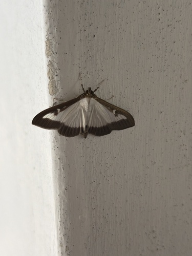 Box Tree Moth