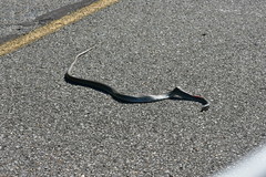 Coluber constrictor latrunculus