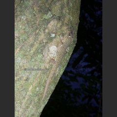 Hemidactylus