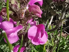 Pedicularis gyroflexa
