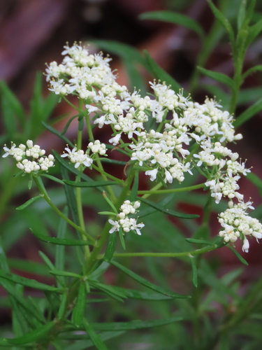 Poranthera corymbosa, 2026-10-03