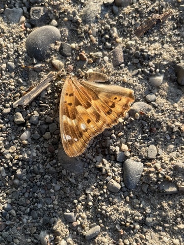 Lesser Purple Emperor