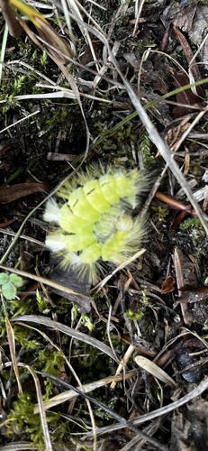 Pale Tussock Moth