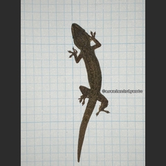 Hemidactylus