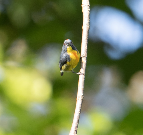 Prionochilus xanthopygius observed 2026-09-14