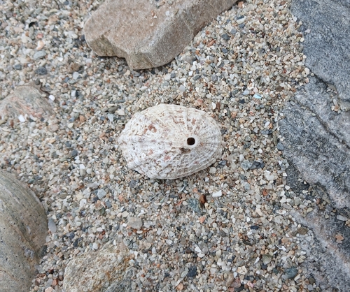 Diodora lincolnensis
